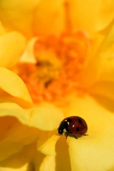 ladybug, ladybird, on yellow ornamental rose, Adalia septempunctata