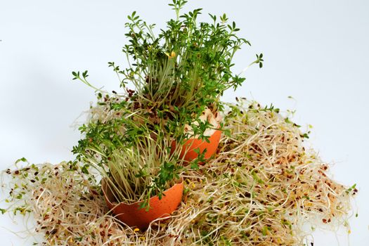 Fresh Alfalfa Sprouts and Spring Easter Egg