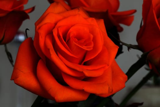 Close up image of single orange rose 