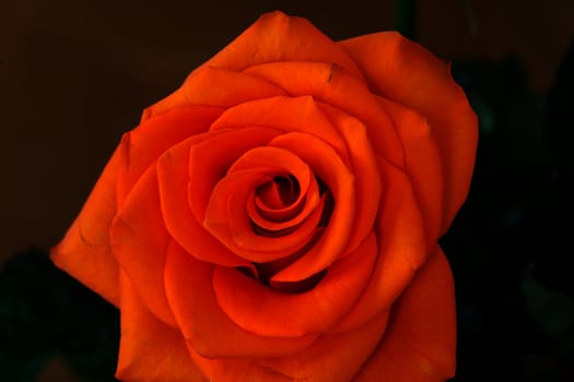 Close up image of single orange rose 