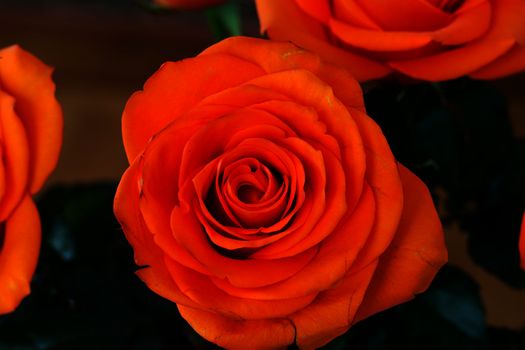 Close up image of single orange rose 