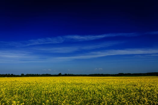 Spring summer background - yellow rape (canola) field with blue sky