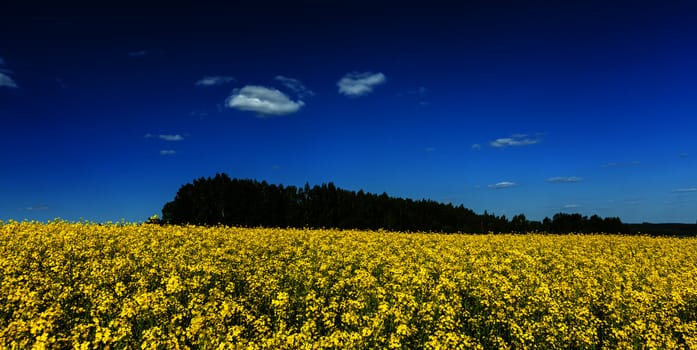 Spring summer background - yellow rape (canola) field with blue sky panorama