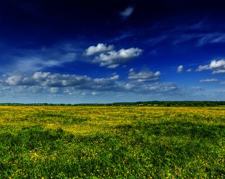 Spring summer background - blooming flowers field meadow with blue scy