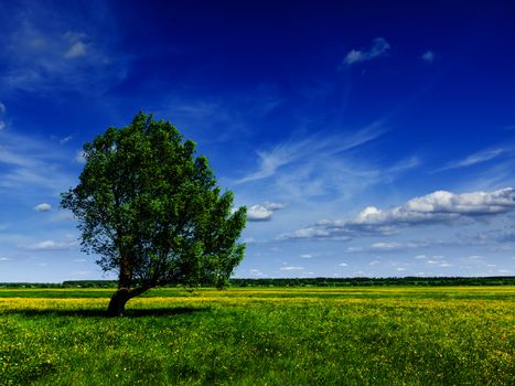 Spring summer background - blooming flowers green grass field meadow scenery lanscape under blue sky with single lonely tree