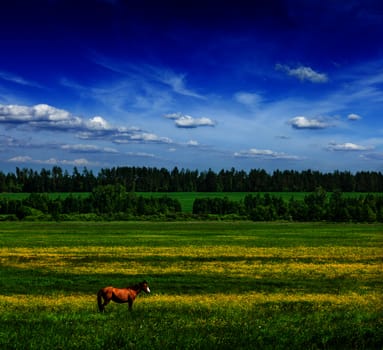 Spring summer background - green grass field meadow scenery lanscape under blue sky with grazing horse