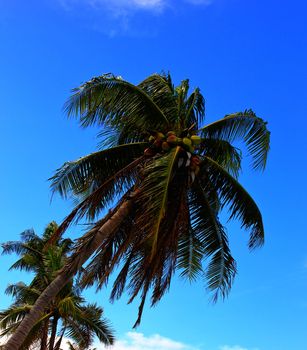 Sea coconut coast with blue sky