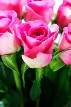 Bright pink roses