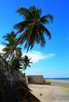 Sea coconut coast with blue sky