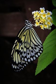 Black and white butterfly on yellow flower