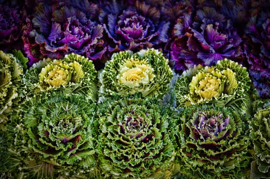 A selection of multi-coloured cabbages