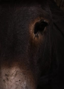 close on a cut donkey. portrait
