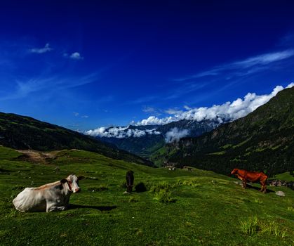 Serene peaceful landscape background - cows grazing on alpine meadow in Himalayas mountains. Himachal Pradesh, India