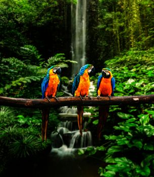 Blue-and-Yellow Macaw (Ara ararauna), also known as the Blue-and-Gold Macaw