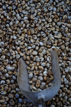 Lots of pile snails from an Italian market.