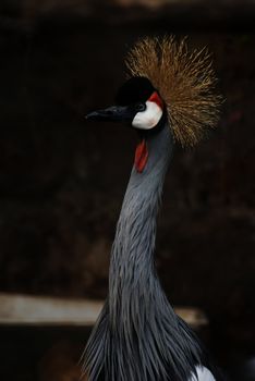 Close-up of a Grey Crowned Crane (Balearica regulorum)