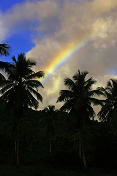 Rainbow over hill with palm trees