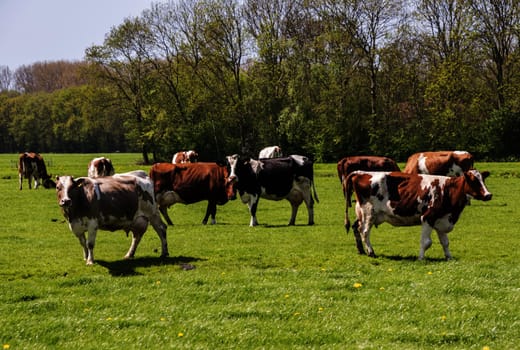 cows red and black on green grass in dutch landscape