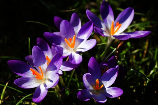 Purple spring crocus or Crocus vernus on a sunny day in March
