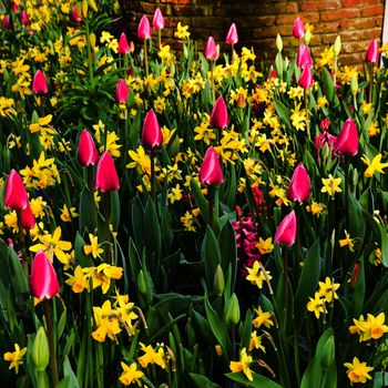 Pink tulips and yellow daffodils in spring - square crop