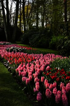 Park in spring with beautiful pink tulips and hyacinths