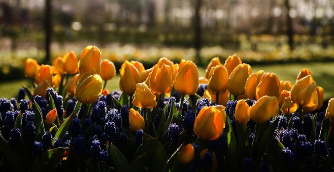 Yellow tulips and blue grape hyacinths with dewdrops in early morning light in spring