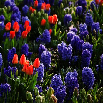 Orange tulips and blue hyacinths in early morning sunshine in spring - square crop