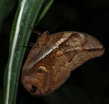  morphoo butterfly on green leaves