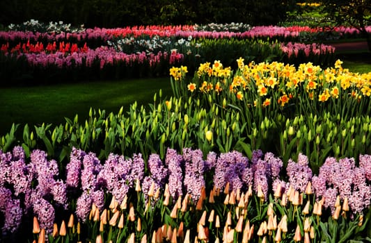 Lots of colorful tulips, daffodils and hyacinths in garden in spring