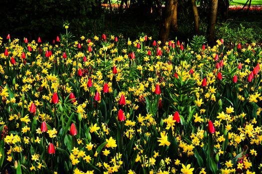 Yellow daffodils and pink tulips blooming in spring garden