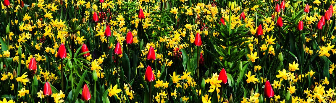 Pink tulips and yellow daffodils, beautiful springflowers