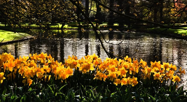 Pond with yellow daffodils and reflection of trees in early morning sun