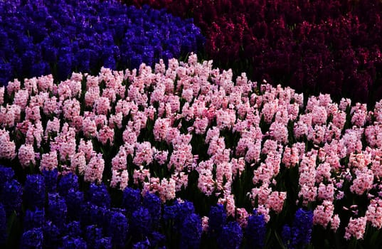 Colorful hyacinths as decoration in spring