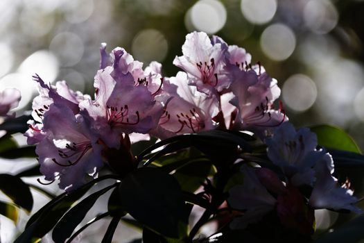 Backlight pink Rhododendron flowers in spring and bokeh in background