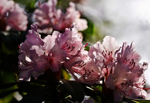 Sunshine on pink Rhododendron flowers in spring 