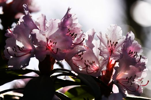 Backlight pink Rhododendron flowers in spring 