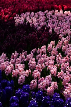 flowerbed with colorful hyacinths as decoration in spring