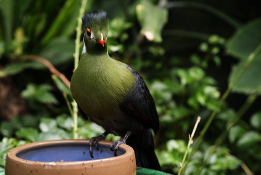 green touraco bird in dutch zoon 