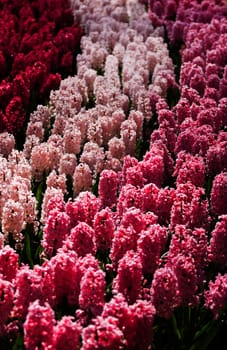Morning sunshine on flowerbed with colorful hyacinths as decoration in spring