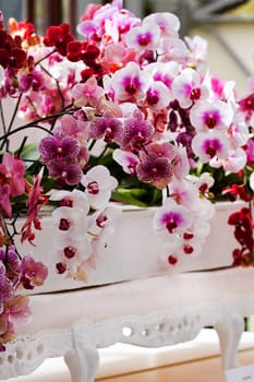 colorful moth orchids decoration