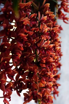 Beautiful orange orchids hanging down from a wall in morning light