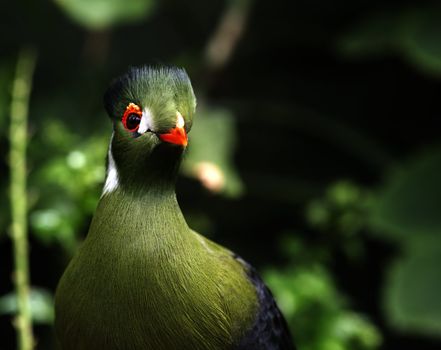 green touraco bird in dutch zoon 