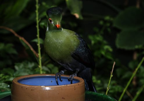 green touraco bird in dutch zoo 