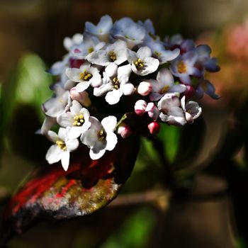 White Viburnum snowball flowers in spring - square cropped image