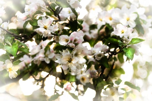Sunbeams and beautiful white appleblossom in spring