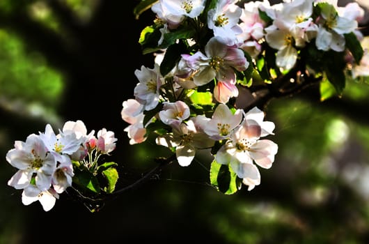 Sunlight on branch with appleblossom on appletree in spring - horizontal