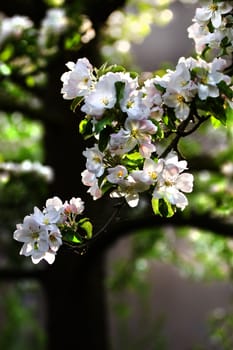 Sunlight on branch with appleblossom on appletree in spring - vertical