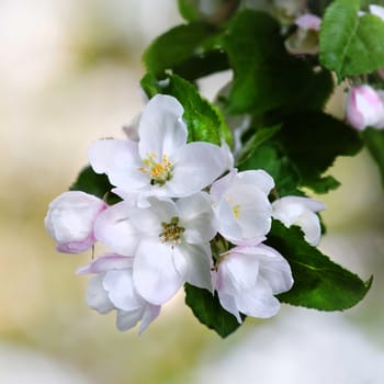 Beautiful white appleblossom in spring - square crop