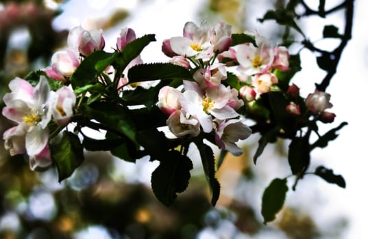 Sunshine on branch with appleblossom in spring and bokeh in background