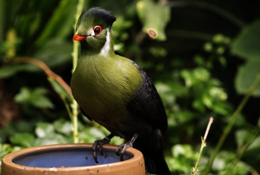 green touraco bird in dutch zoo
